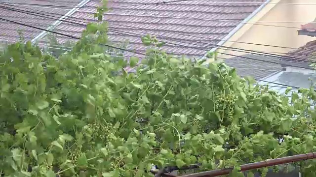 葡萄藤树在旋风的雨和风视频素材