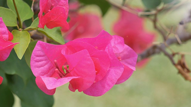 叶子花属花视频素材