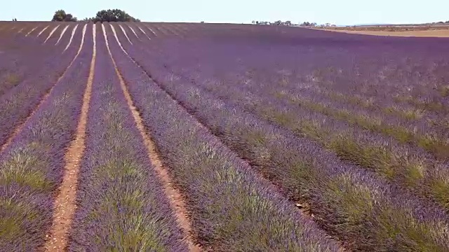 航拍4K:飞越法国南部薰衣草田视频素材