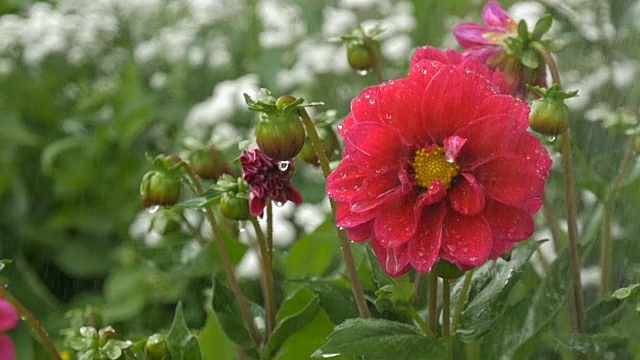 绿底雨点下，红花绽放视频素材