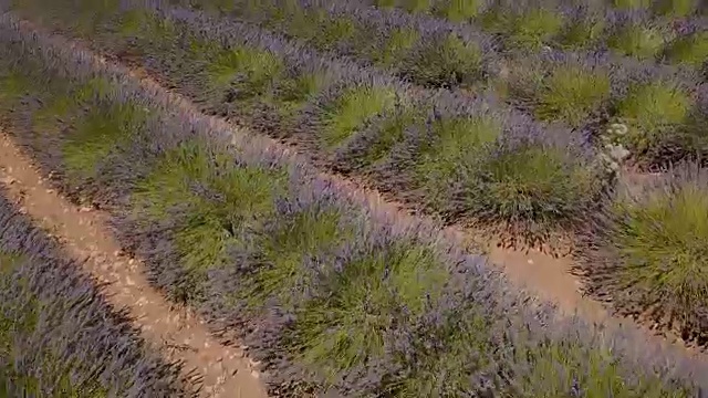 航拍4K:飞越法国南部薰衣草田视频素材