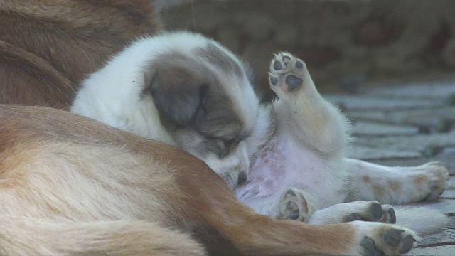 小狗清洁自己视频素材