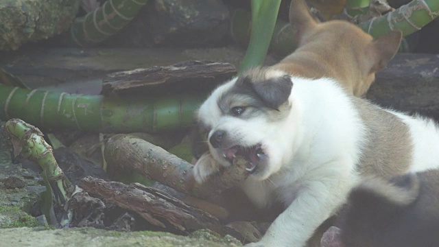 咬幼犬茎视频素材