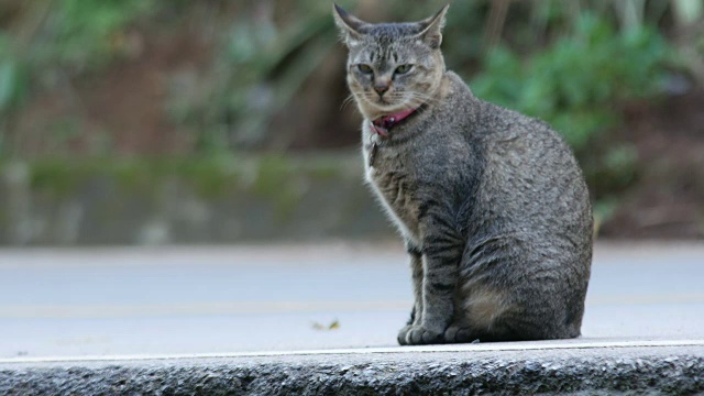 猫坐在路上准备走路视频素材