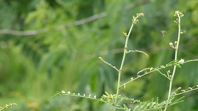 织布鸟在含羞草芽上休息视频素材