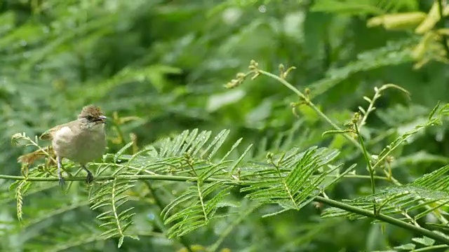 在含羞草芽上清洁翅膀的条纹耳鹎视频素材