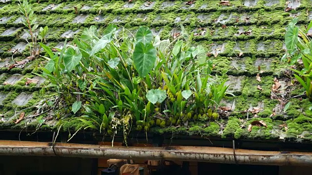 屋顶上覆盖着植物和苔藓视频素材