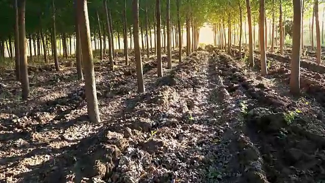 夕阳西下时，在树林里排成一行。大自然绿色木材阳光背景视频素材