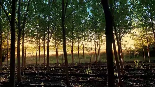 森林里美丽的春天早晨视频素材