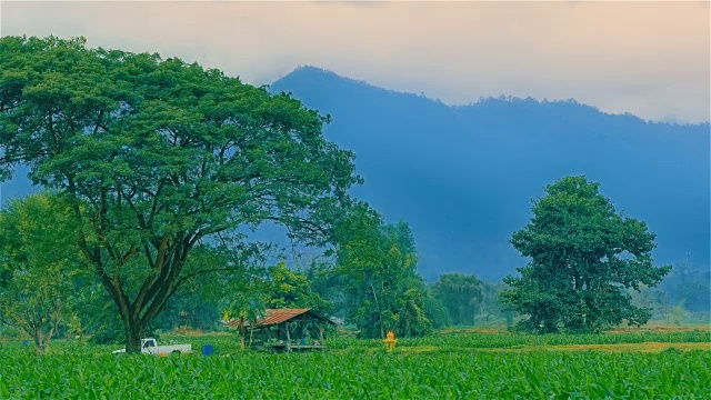 乡村景观与绿色的玉米田视频素材