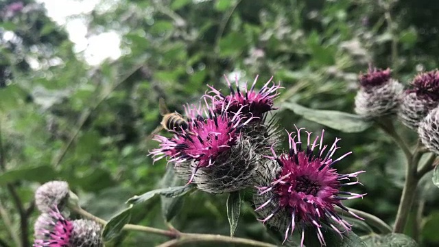 蜜蜂从蓟花中采集花蜜。视频素材