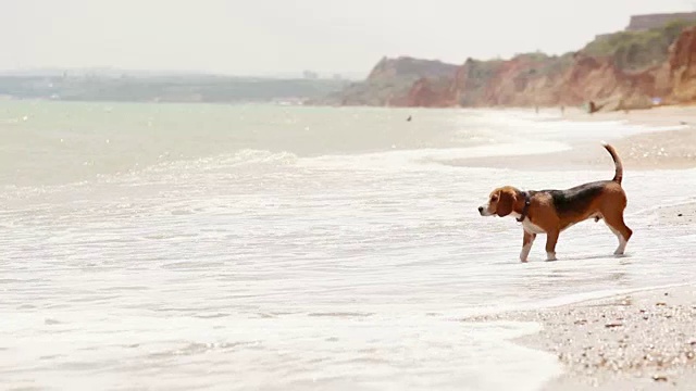 小猎犬试图进入大海，但被海浪吓到了，跑了起来视频素材