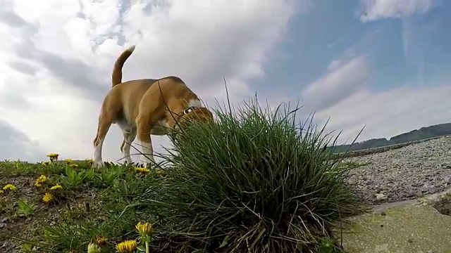 一只小猎犬在地上嗅东西的慢镜头视频素材