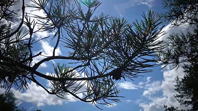 在阳光明媚的日子里，在天空的背景下，有针和球果的松枝视频素材