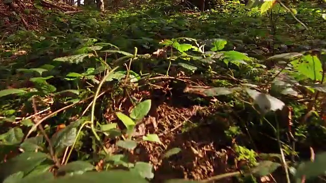 神奇的夏日大自然，阳光灿烂的野生森林视频素材