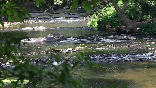 河流、运河和小溪在森林中流动。视频素材