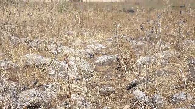 干燥的岩石地，罗马路在以色列视频下载