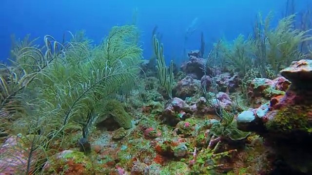 在美丽的珊瑚礁和许多热带鱼在加勒比海-伯利兹堡礁/龙涎香礁视频素材