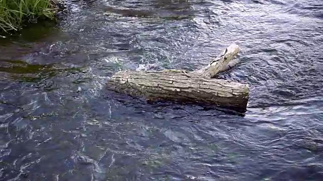 水流在原木周围缓慢流动视频素材