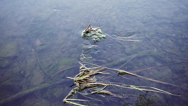 水流在原木周围缓慢流动视频素材