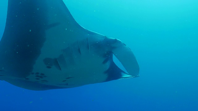 海洋蝠鲼来了视频素材