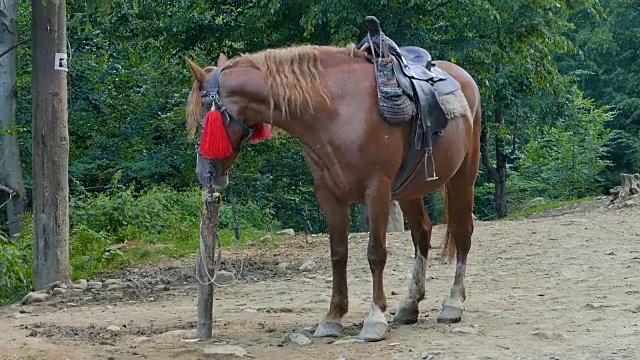 在乌克兰喀尔巴阡山脉，一匹带马鞍的棕色马被拴在一根柱子上视频素材