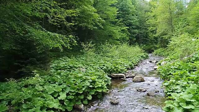 喀尔巴阡山脉美丽的河流视频素材