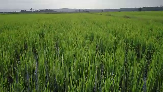 梯田鸟瞰图视频素材