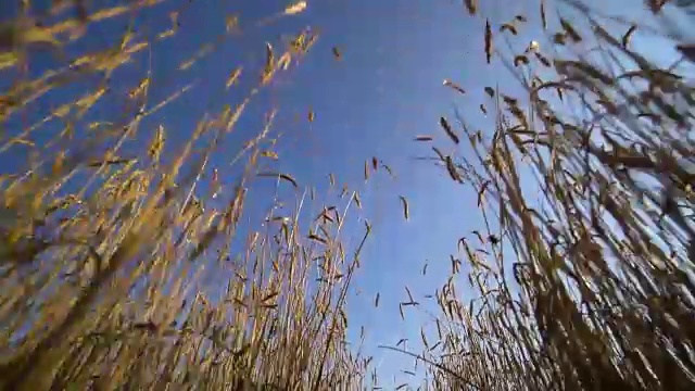 从麦田看，许多小穗在风中飘扬。蓝色的多云的天空。视频素材