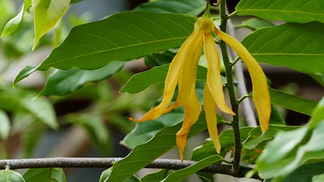 依兰花视频素材