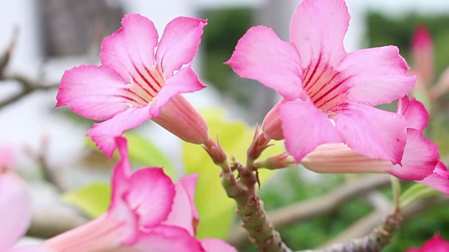 杜鹃花的花视频素材