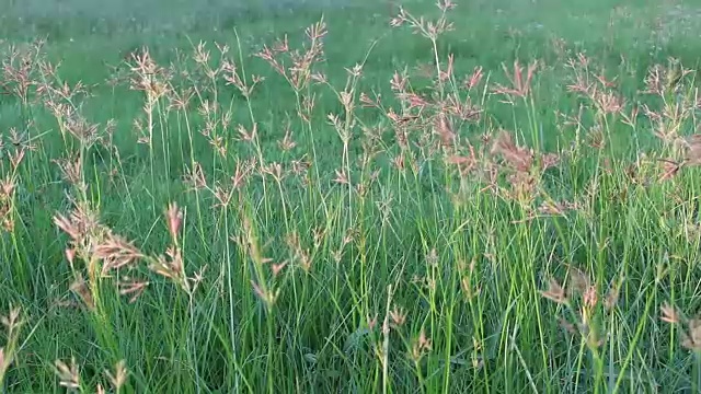 风中草视频素材