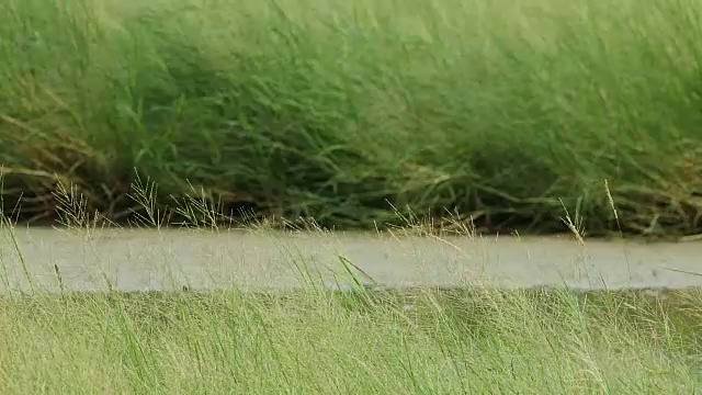 河流在麦田中间的湿地上视频素材