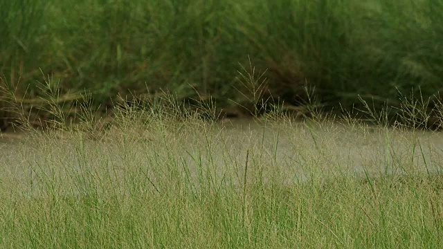 湿地麦田视频素材