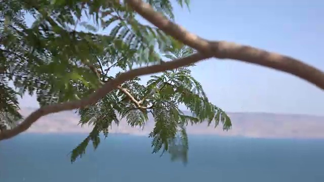 风吹动树枝，蓝天和加利利海视频素材