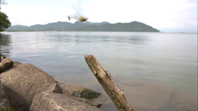 日本滋贺县琵琶湖目蜻蜓视频素材