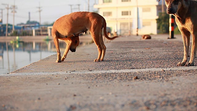 狗视频素材