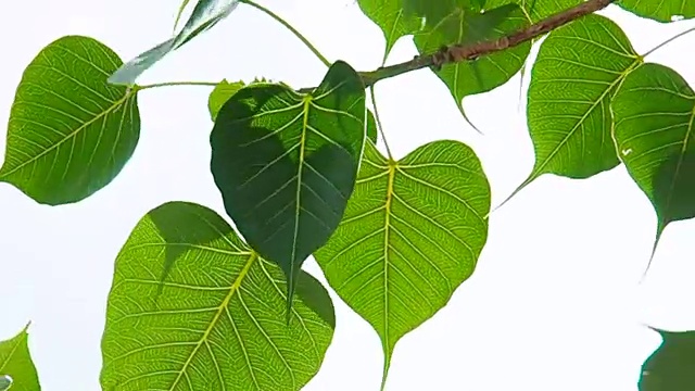 菩提叶在风中视频素材