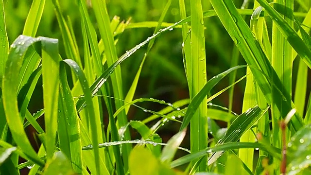 阳光透过风中的湿叶视频素材