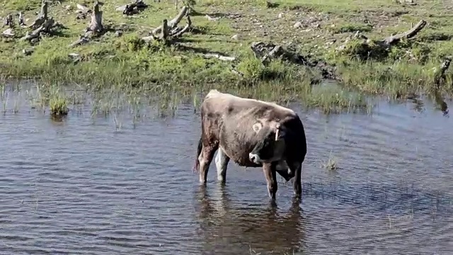 野牛在恩格尔湖边的草地上吃草视频素材