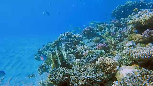 埃及的马萨阿拉姆，红海的珊瑚礁上有一群黄色的鲷鱼视频素材