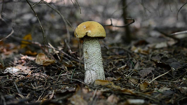 我们在树林里切蘑菇。蘑菇Leccinum scabrum。视频素材