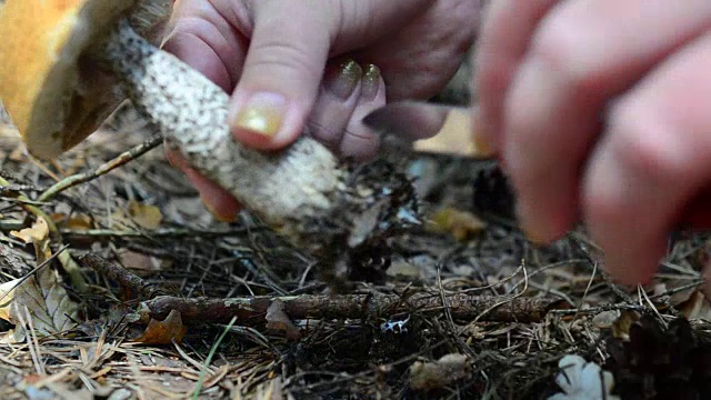 我们在树林里切蘑菇。蘑菇Leccinum scabrum。视频素材