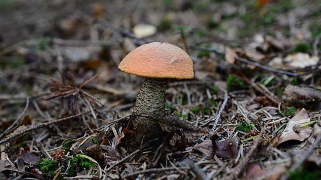 我们在树林里切蘑菇。蘑菇Leccinum scabrum。视频素材