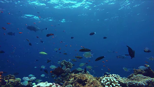 一个充满活力的珊瑚礁，有成群五颜六色的鱼视频素材