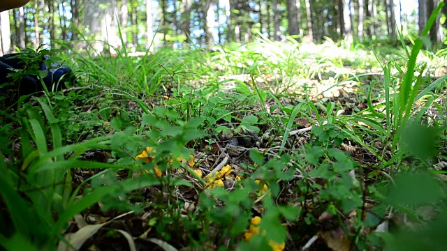 蘑菇Cantharellus。视频素材