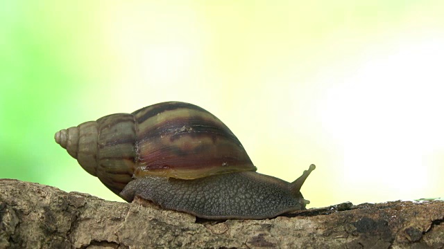 蜗牛在树枝上爬视频素材