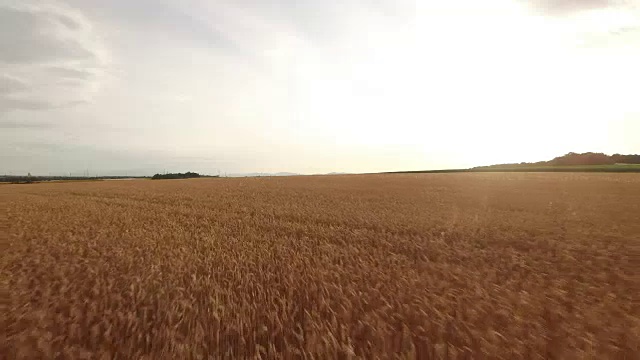 玉米田上空鸟瞰图视频素材