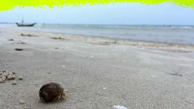 沙滩上的寄居蟹，夏天海浪里的寄居蟹视频素材