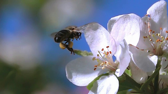 蜜蜂飞视频素材